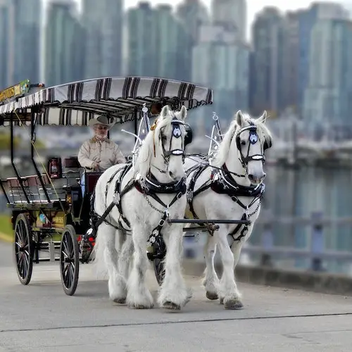 Stanley park shop horse ride