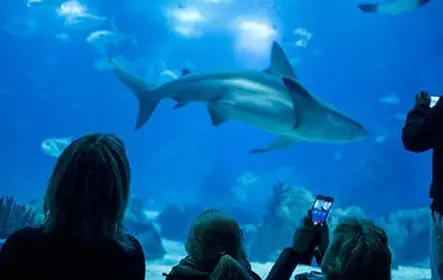 Entradas al Oceanario de Lisboa