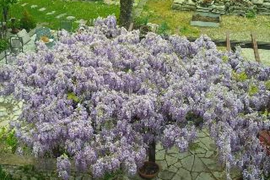 foto-1