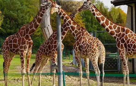 De Cracóvia: viagem ao zoológico com transferência